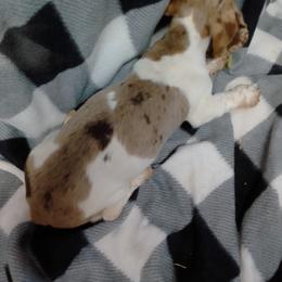 Dachshund Puppies from Small Paws Kennel
