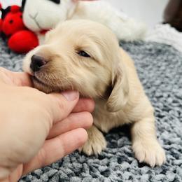 Dachshund Puppies from Dachshund Family Love Breeders