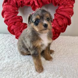 Gale - Blue merle female Aussiedoodle puppy in Adams, Nebraska from Boxcar Doodles and Poodles