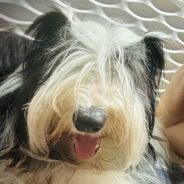 Bearded Collie and Border Collie Puppies from Beloved Bearded & Border Collies
