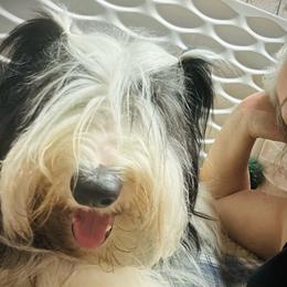 Bearded Collie and Border Collie Puppies from Beloved Bearded & Border Collies