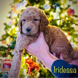Iridessa - Apricot female Goldendoodle puppy in Smithville, Tennessee from Gingerdoodles