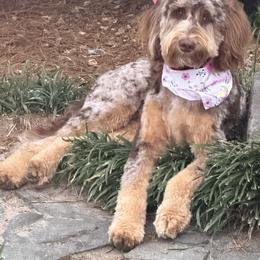 Assorted Doodle Crosses, Bernedoodle, Goldendoodle, and Poodle Puppies from Kava Kennels