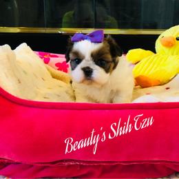 Jenna Rose - Red and white female Shih Tzu puppy in Manteca, California from Beauty's Shih Tzu (California)