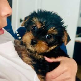 Pink - Black and tan female Yorkshire Terrier puppy in Fairfield, Connecticut from Yorkie Divas