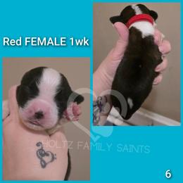 Red Female - White and brown female Saint Bernard puppy in Kaukauna, Wisconsin from Holtz Family Saints