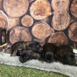 German Shepherd puppies from Mächtiger Barkerheim