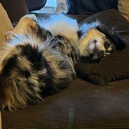 Australian Shepherd All Grown Up from K & R Australian Shepherds