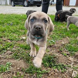 Elsa - Gray and fawn female Cane Corso puppy in Roachdale, Indiana from Cast Iron Kennels