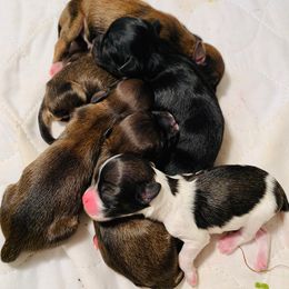 Lhasa Apso Puppies from Florida Lhasa Apso