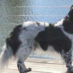 Stabyhouns from Fryske Point