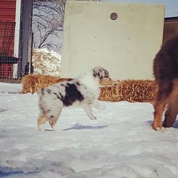 Australian Shepherd Puppies from Diamond Aussies N the Rough