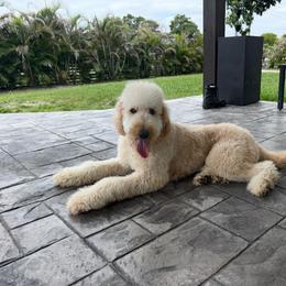 Cooper - Goldendoodle