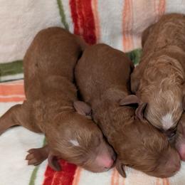 Poodle puppies from Rambler Goldens