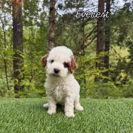 Everest - Parti male Goldendoodle puppy in Roseburg, Oregon from Dbos Furry Friends