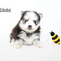 Kibibi - Black and white male Pomsky puppy in Murfreesboro, Tennessee from Middle Tennessee Pomskies