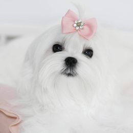 ANGEL - Maltese