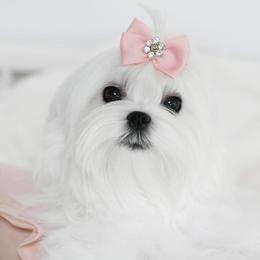 ANGEL - Maltese