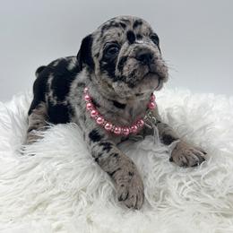 Sonya - Black and white female Olde English Bulldogge puppy in Camdenton, Missouri from Mule Pool Olde English Bulldogges