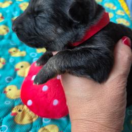 Freda - Black and tan female German Shepherd puppy in Berry, Alabama from Whisper Gray