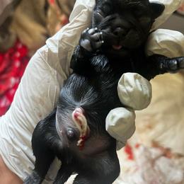 Black boy 2 - Black male Pug puppy in Onalaska, Washington from Cupid’s Pugs