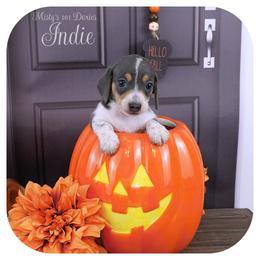 INDIE - Reserved - Blue and tan female Dachshund puppy in Graceville, Florida from Misty's 101 Doxies
