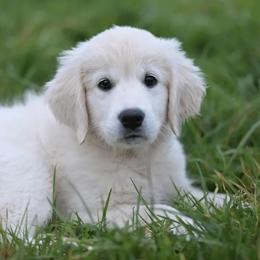 PUREBRED TINY GOLDEN - Light golden male Golden Retriever puppy in Ogden, Utah from Happy Tails Mini Goldens