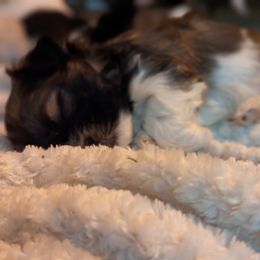 Shih Tzu Puppies from We Shih Tzu Not!