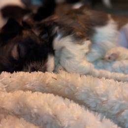 Shih Tzu Puppies from We Shih Tzu Not!