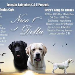 Labrador Retriever puppies from Lonestar Labradors C&E
