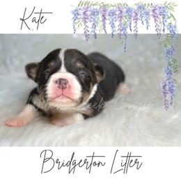 Kate- Fluffy - Gray and white female American Corgi puppy in Greenwood, Indiana from Witch Creek Corgis