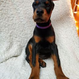 Doberman Pinscher Puppies from Makkr Ridge Dobermans