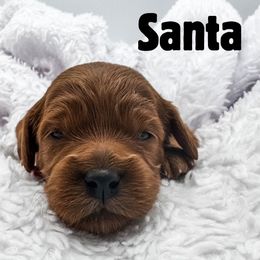 Santa - Red  male Goldendoodle puppy in Eagle Mountian, Utah from The Puppy Family