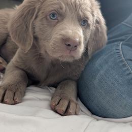 Prancer - male Long Haired Weimaraner puppy in Evart, Michigan from Drehbar Weimaraners