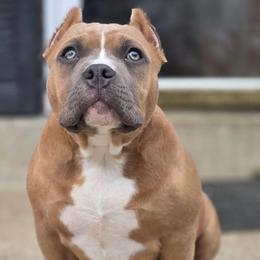 Selene - Fawn sable female American Bully puppy in Perryville, Maryland from Household 6 Bullies, LLC