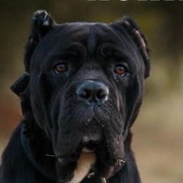 Cane Corso and French Bulldogs from Dallas Lonestar Bullies
