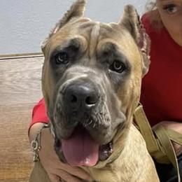 Kairo - Cane Corso
