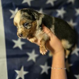 Scorch - Blue merle male Miniature Australian Shepherd puppy in Arlington, Texas from CopperHead Aussies