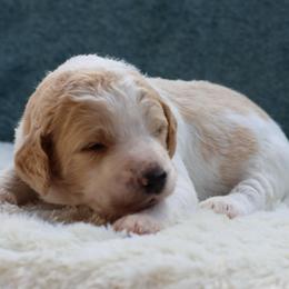 Winnie - Parti female Goldendoodle puppy in Cherry Creek, New York from Doodles Pups of NY