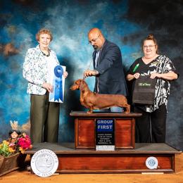 Chesapeake Bay Retriever, Dachshund, and Labrador Retriever Puppies from Passport SS Dachshunds