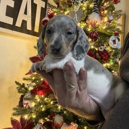 Dachshund and Labradoodle Puppies from Muddy Bay Kennels