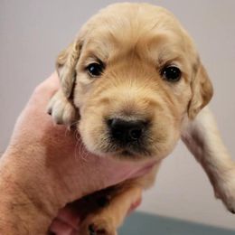 Golden Retriever Puppies from Big Rock Goldens