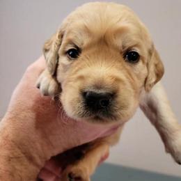 Golden Retriever Puppies from Big Rock Goldens