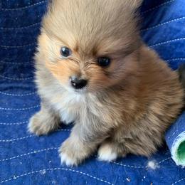 Boy 1 - Orange sable male Pomeranian puppy in Los Angeles, California from Lucky Poms of LA