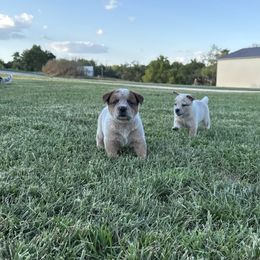 Boy 2 - Black Collar - Red speckled male Australian Cattle Dog puppy in Nevada, Missouri from Back Road Dog Company, LLC