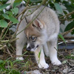 Siberian Husky Puppies from SoFlo Siberians