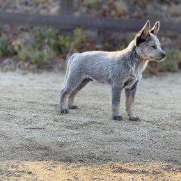 Australian Cattle Dog Puppies from Tin Roof Australian Cattle Dogs