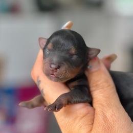 Salem (Teacup Male) - Black and gold male Yorkshire Terrier puppy in Salisbury, Delaware from Royal Haven Pet Co.