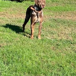 Jessie - Catahoula Leopard Dog