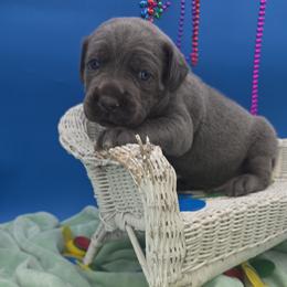 Cane Corso Puppies from God Of War Cane Corso